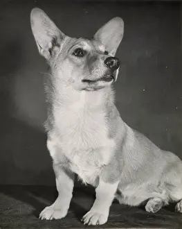 Corgis: Corgi dog