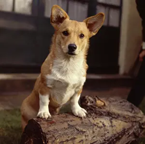 Corgis: Corgi dog on a log