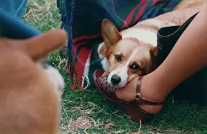 Corgis: Corgi dog resting on its owner's foot
