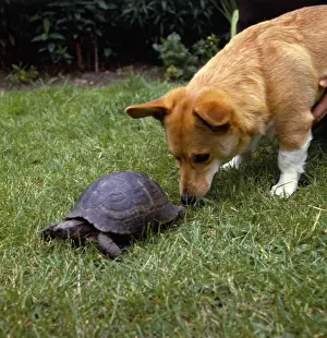Tortoises: Corgi dog and tortoise in a garden