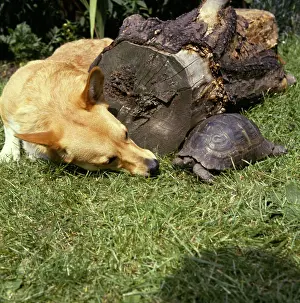 Corgis: Corgi dog and tortoise in a garden