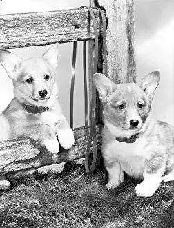 Corgi: Corgi puppies