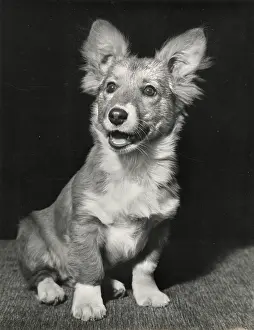 Corgis: Corgi puppy