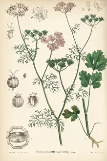 Hanhart: Coriander, Coriandrum sativum