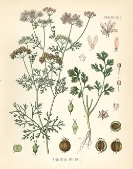 Sativum: Coriander, Coriandrum sativum