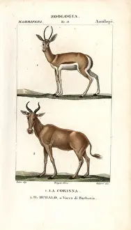 Giarrè: Corine antelope, Antelope corinna, and extinct