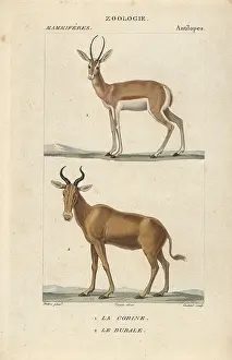 Jean Francois: Corine antelope, Antelope corinna, and extinct