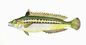 Wrasse: Coris julis, or Mediterranean Rainbow Wrasse