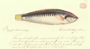 Watling: Coris picta, comb wrasse