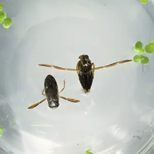 Boatman: Corixa sp. water boatman
