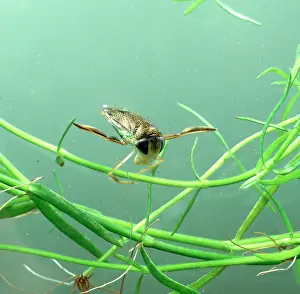 Heteroptera: Corixa sp. water boatman