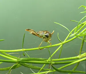 Boatman: Corixa, water boatman