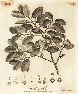 Arborist: Cork oak, Quercus suber
