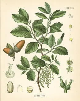 Kohler: Cork oak, Quercus suber