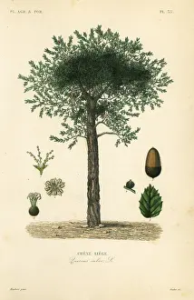 Maubert: Cork oak tree, Quercus suber