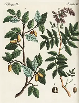 Bertuch: Cork oak tree and terebinth tree