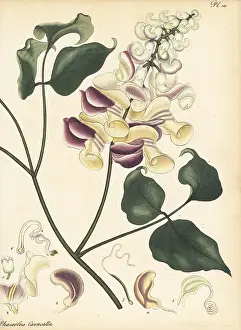 Botanical Artist: Corkscrew vine, Cochliasanthus caracalla