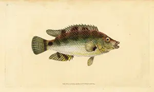 Wrasse: Corkwing wrasse, Symphodus melops