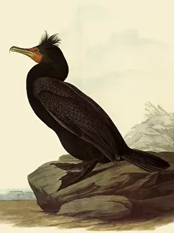 Perches: Cormorant