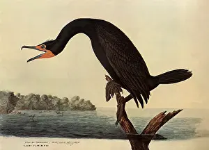 Submerged: Cormorant