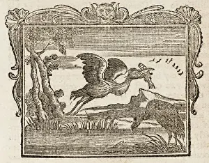 1761: Cormorant - the Fishes