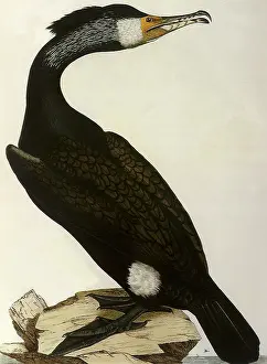 Lizars: Cormorant, Phalacrocorax carbo