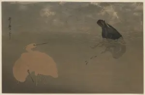 Cormorant: Cormorant and white heron
