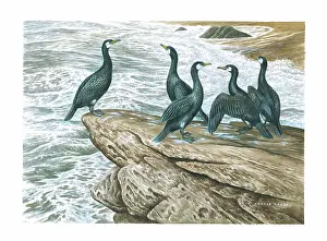 Cormorants: Cormorants