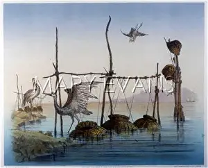 Phalacrocorax: CORMORANTS AND BASKETS