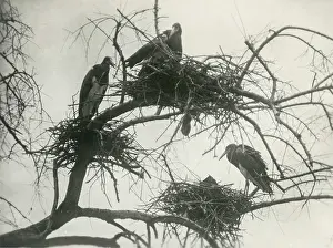 Cormorants: Cormorants in their nests. Sudan. May 1925