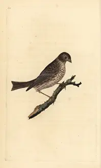 Miliaria: Corn bunting, Miliaria calandra