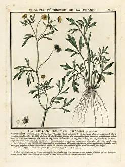 Colour Printing: Corn buttercup, Ranunculus arvensis