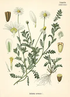 Chamomile: Corn chamomile or mayweed, Anthemis arvensis