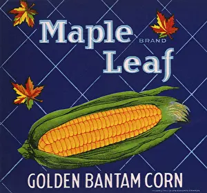 Ripe: Corn on the Cob