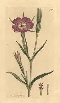 Cockle: Corn cockle, Agrostemma githago