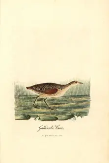 Crex: Corn crake, Crex crex