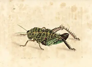 Gryllus: Corn cricket, Hetrodes pupus
