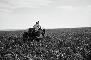 Kirov: Corn field