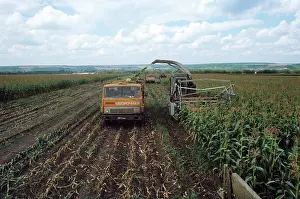 Trucks: Corn harvesting in Belgorod Region, 1984