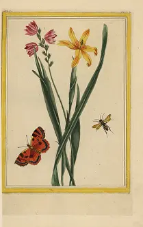 Jaunes: Corn lily, Ixia species