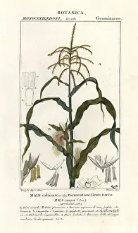 Cattail: Corn or maize, Zea mays