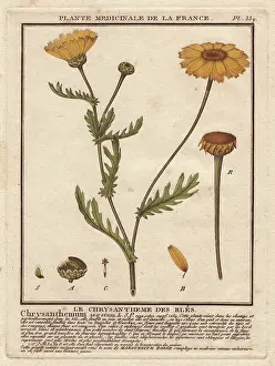 Segetum: Corn marigold or corn daisy, Chrysanthemum segetum