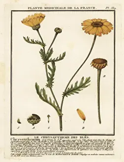 Plante Medicinale De La France: Corn marigold, Glebionis segetum