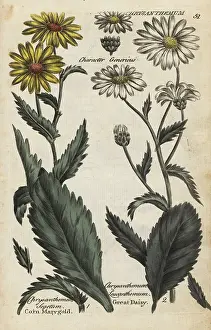 Principally: Corn marigold and oxeye daisy
