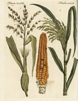 Millet: Corn and millet