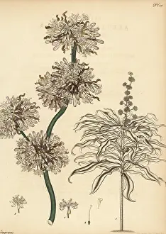 James Vere: Corn plant, Dracaena fragrans