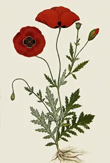 Papaver: Corn Poppy