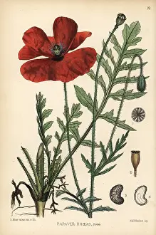 Rhoeas: Corn poppy, Papaver rhoeas