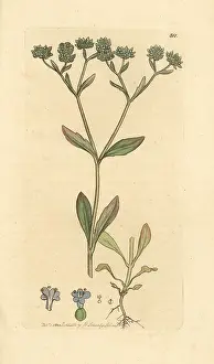 Locusta: Corn salad or lamb's lettuce, Valerianella locusta