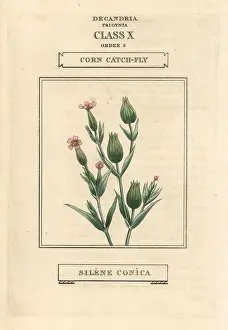 Catchfly: Corn or sand catchfly, Silene conica